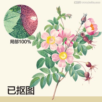 手繪石榴花
