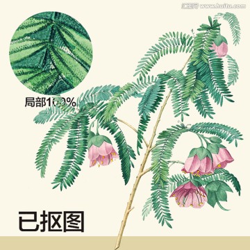 手繪花卉