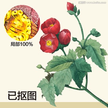 手绘玫瑰花