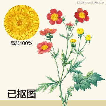 手繪花