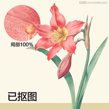 手繪百合