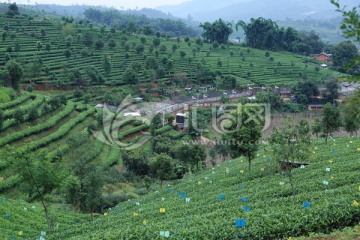 普洱茶山