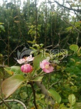 苹果花