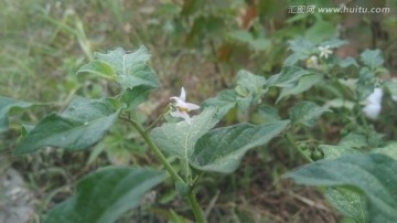 野花 黄花 蒲公英花 野草 微