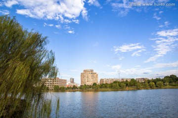 校园风景 湖塘柳树