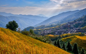 阳光稻田美景