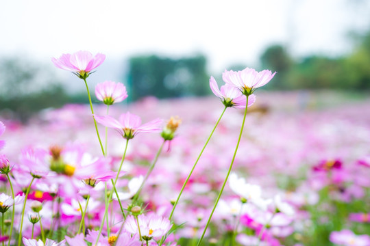 波斯菊