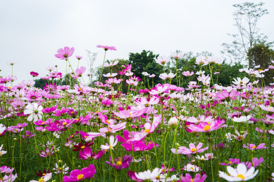 格桑花