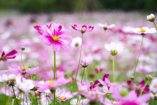 格桑花