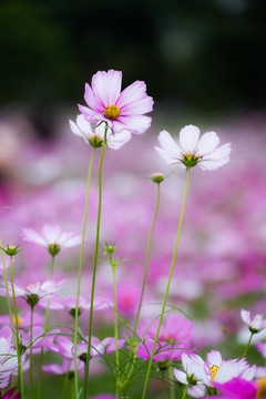 格桑花