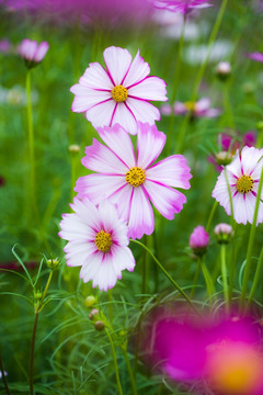 格桑花