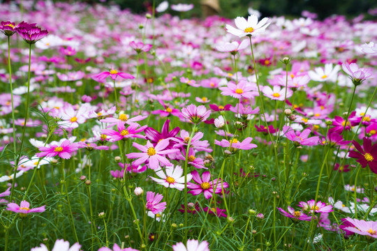 格桑花花田