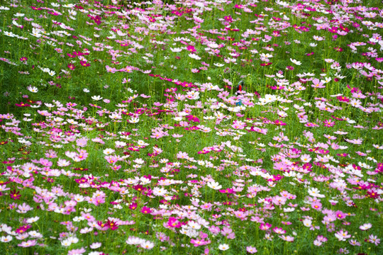 格桑花花田