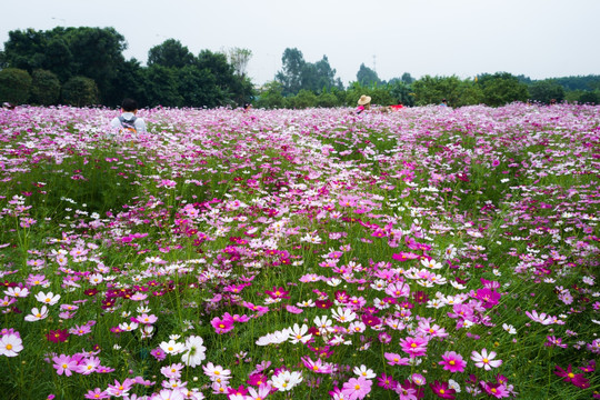 格桑花花田