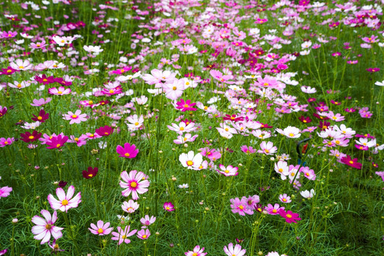 格桑花花田