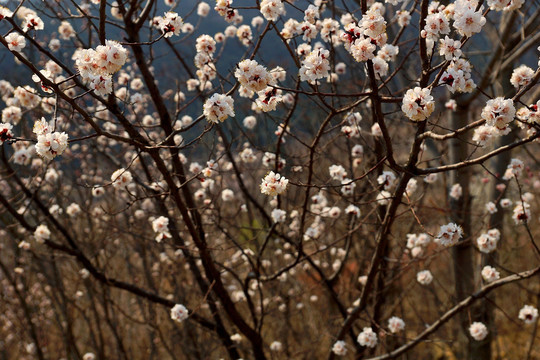 樱桃花 樱花