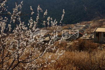 樱桃园 樱花