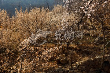 樱桃园种植基地