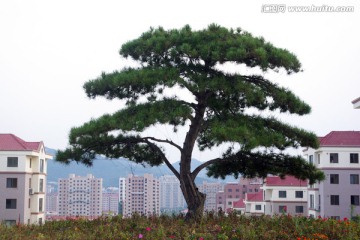 景观松树