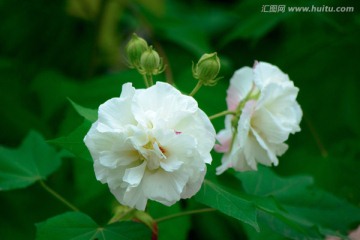 两朵芙蓉花