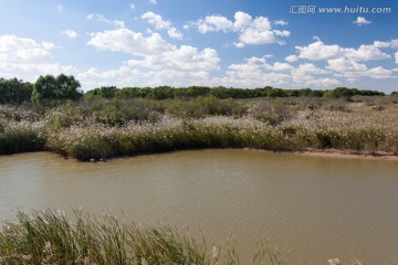 湿地原生态景色