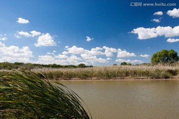 湿地湖泊中的蒲草