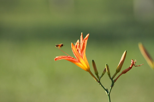 萱草花