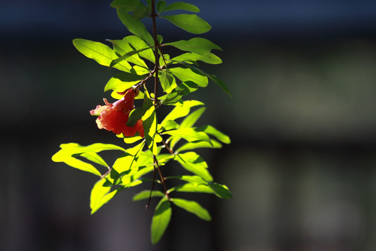 石榴花