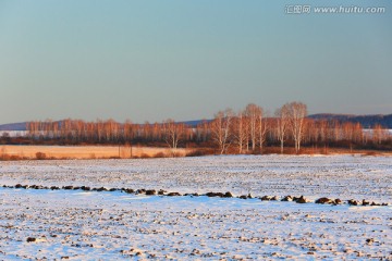 冬天的白桦林