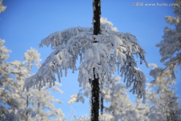 美丽的雪松