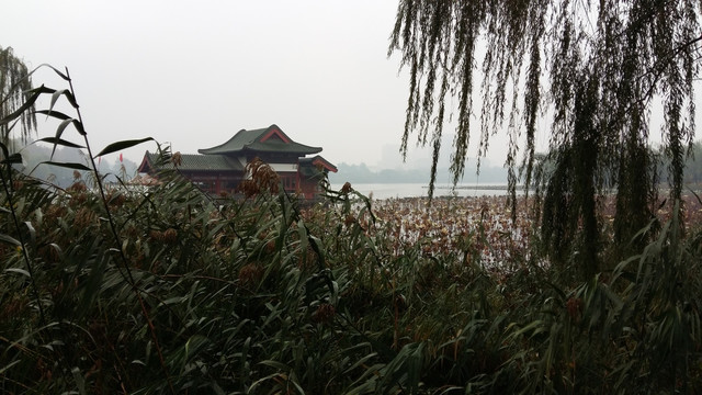 大明湖的芦苇