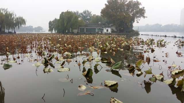 大明湖残荷