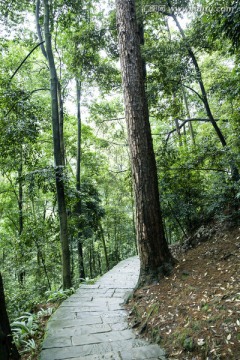 森林健身步道