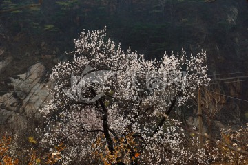 樱花 樱桃园