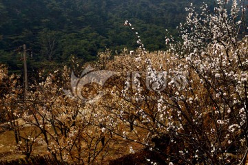 樱桃园 樱花