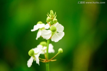 野慈姑花