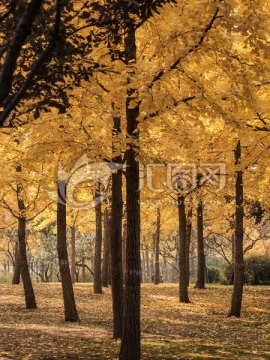 银杏树林