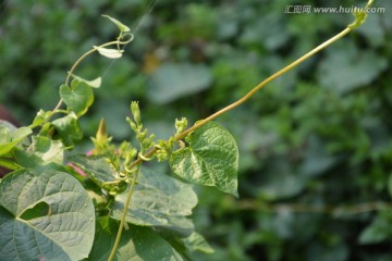 牵牛花