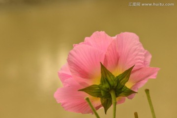 木芙蓉