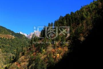 彩林 雪山