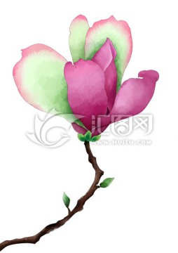 水彩畫(huà)玉蘭花
