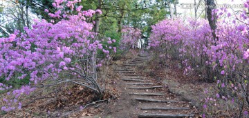 杜鹃花