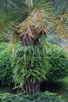热带原生植物
