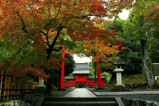 京都岚山秋天雨天神社鸟居红枫