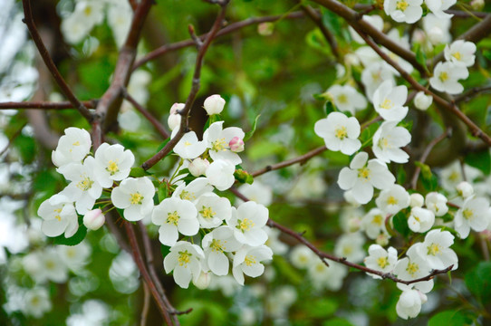 山定子花