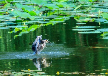 池塘里的展翅的白鹭