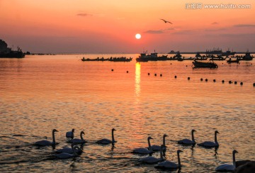 烟墩角天鹅湖风光