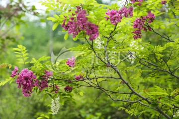 紫槐花