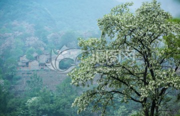 槐花山村