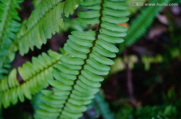 蕨类植物